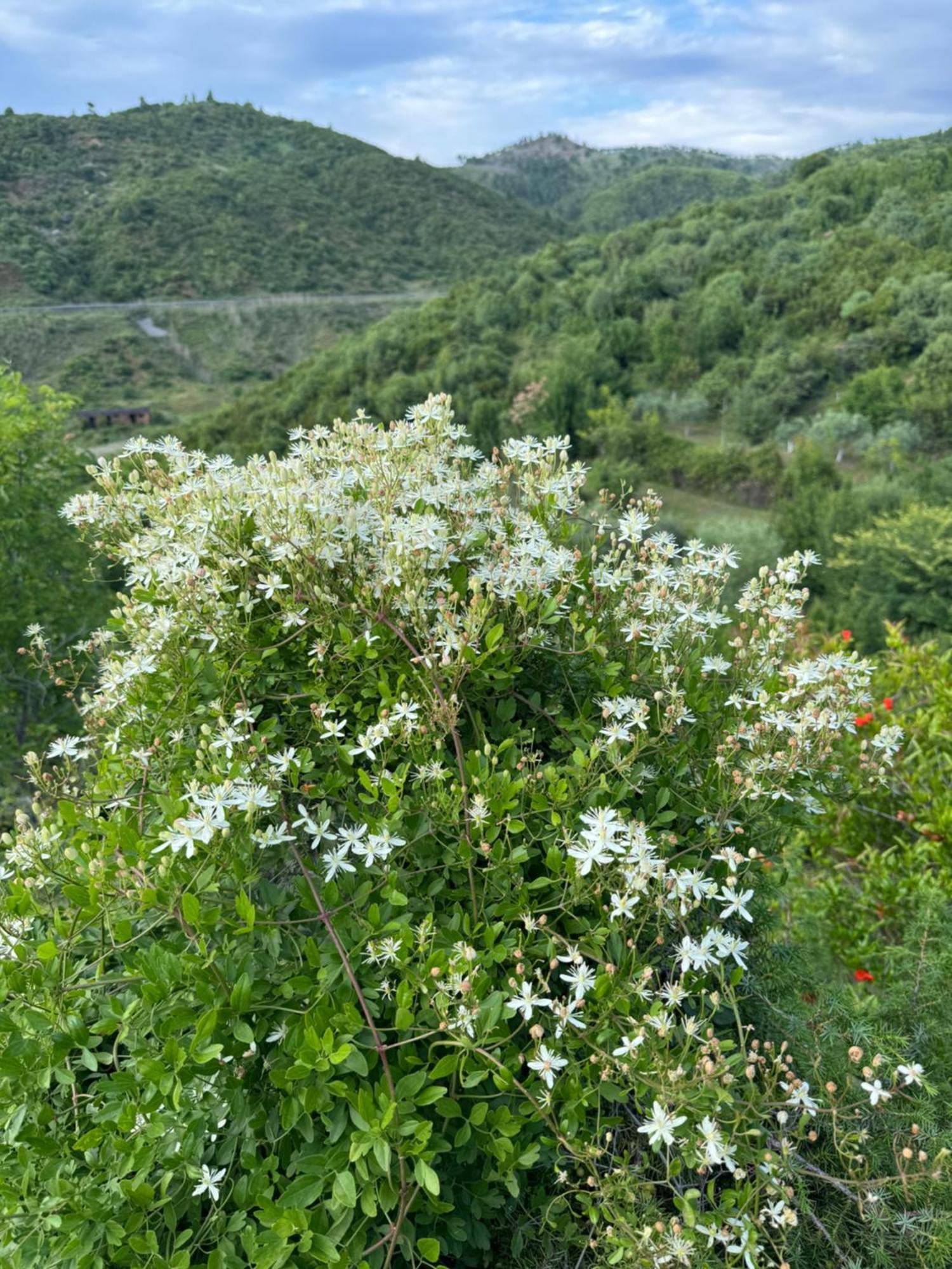 Qyteza Guest House & Camping Шкодер Екстер'єр фото